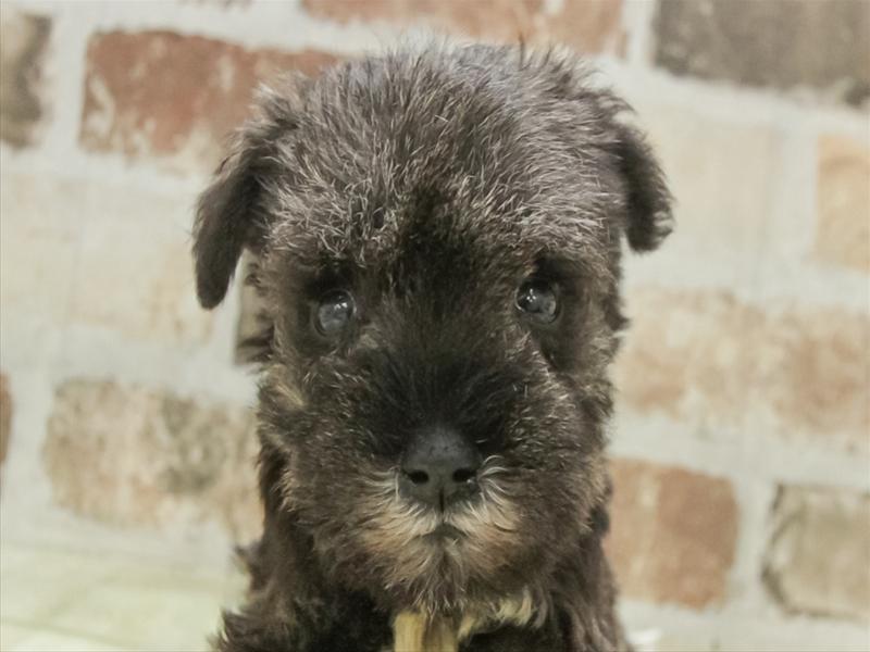 三重県のミニチュアシュナウザー (ワンラブイオンタウン桑名新西方店/2025年11月9日生まれ/女の子/ソルトペッパー)の子犬の1枚目の画像