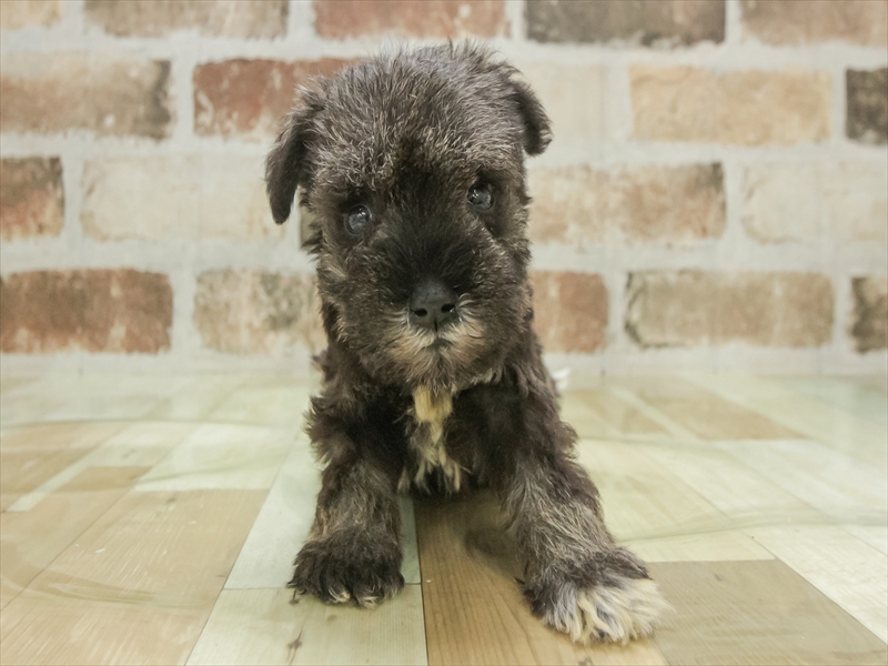 三重県のミニチュアシュナウザー (ワンラブイオンタウン桑名新西方店/2025年11月9日生まれ/女の子/ソルトペッパー)の子犬の3枚目の画像