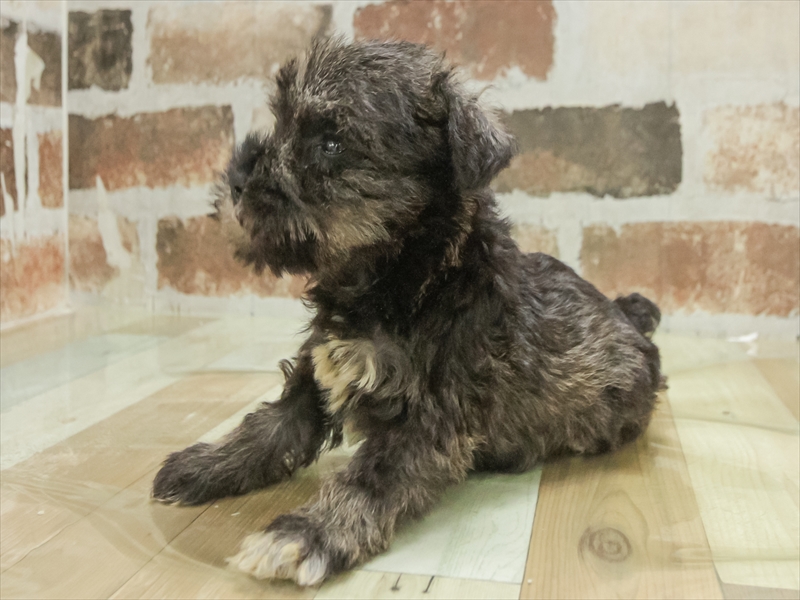 三重県のミニチュアシュナウザー (ワンラブイオンタウン桑名新西方店/2025年11月9日生まれ/女の子/ソルトペッパー)の子犬の2枚目の画像