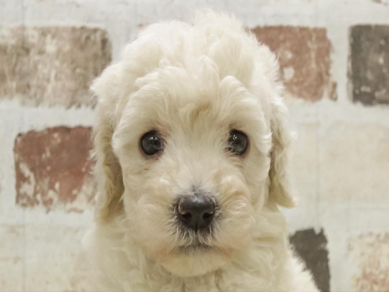 福岡県のトイプードル(トイ) (ワンラブ福岡総本店/2025年11月8日生まれ/女の子/クリーム)の子犬の1枚目の画像