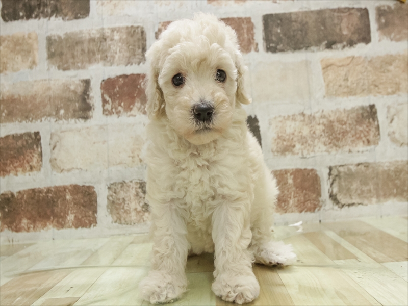 福岡県のトイプードル(トイ) (ワンラブ福岡総本店/2025年11月8日生まれ/女の子/クリーム)の子犬の3枚目の画像