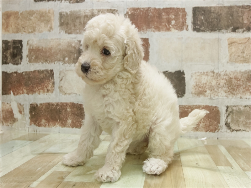 福岡県のトイプードル(トイ) (ワンラブ福岡総本店/2025年11月8日生まれ/女の子/クリーム)の子犬の2枚目の画像