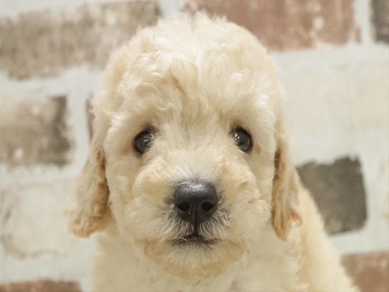 鹿児島県のトイプードル(トイ) (ワンラブニシムタ与次郎店/2025年11月8日生まれ/女の子/クリーム)の子犬の1枚目の画像