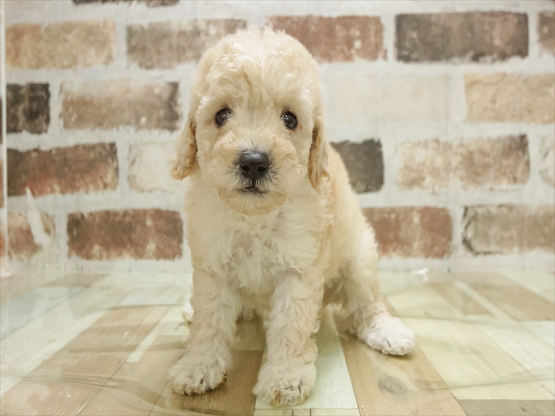 鹿児島県のトイプードル(トイ) (ワンラブニシムタ与次郎店/2025年11月8日生まれ/女の子/クリーム)の子犬の3枚目の画像