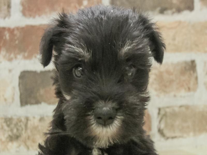 鹿児島県のミニチュアシュナウザー (ワンラブニシムタ N'sCITY谷山店/2025年11月9日生まれ/女の子/ブラックシルバー)の子犬