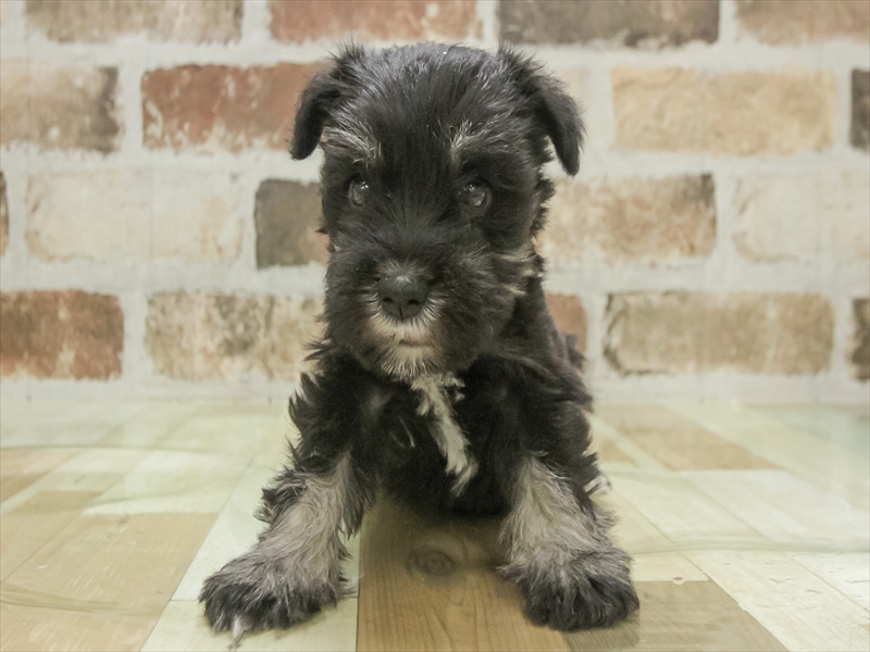 鹿児島県のミニチュアシュナウザー (ワンラブニシムタ N'sCITY谷山店/2025年11月9日生まれ/女の子/ブラックシルバー)の子犬の3枚目の画像