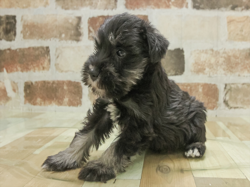 鹿児島県のミニチュアシュナウザー (ワンラブニシムタ N'sCITY谷山店/2025年11月9日生まれ/女の子/ブラックシルバー)の子犬の2枚目の画像