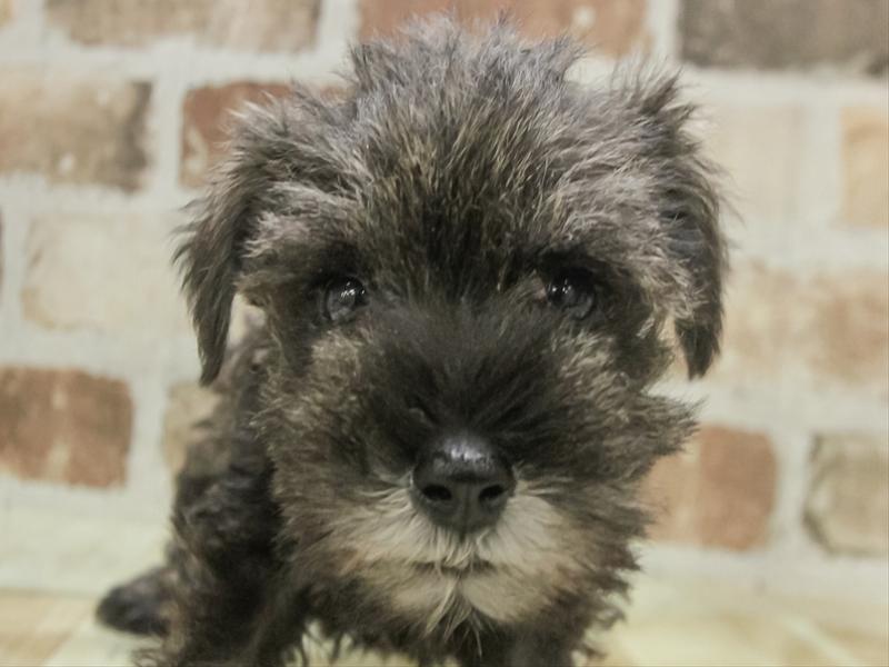 鹿児島県のミニチュアシュナウザー (ワンラブニシムタ与次郎店/2025年11月9日生まれ/男の子/ソルトペッパー)の子犬の1枚目の画像