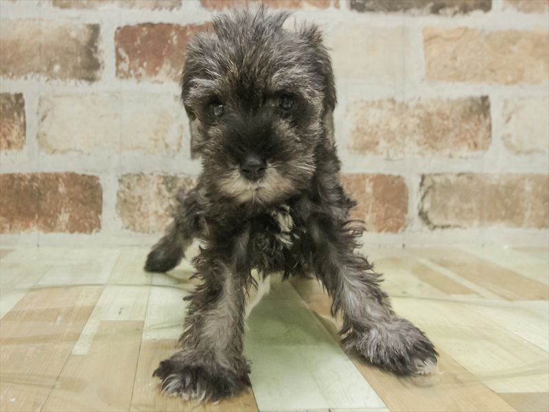 鹿児島県のミニチュアシュナウザー (ワンラブニシムタ与次郎店/2025年11月9日生まれ/男の子/ソルトペッパー)の子犬の3枚目の画像