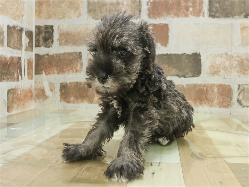 鹿児島県のミニチュアシュナウザー (ワンラブニシムタ与次郎店/2025年11月9日生まれ/男の子/ソルトペッパー)の子犬の2枚目の画像