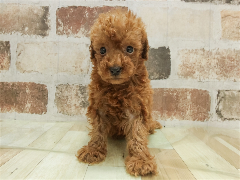 鹿児島県のトイプードル(トイ) (ワンラブニシムタ与次郎店/2025年11月9日生まれ/男の子/レッド)の子犬の3枚目の画像