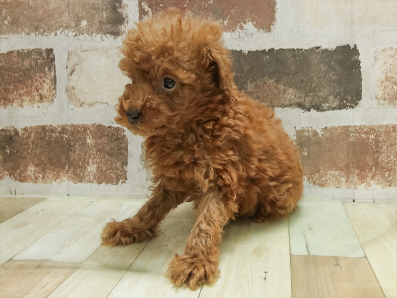 鹿児島県のトイプードル(トイ) (ワンラブニシムタ与次郎店/2025年11月9日生まれ/男の子/レッド)の子犬の2枚目の画像