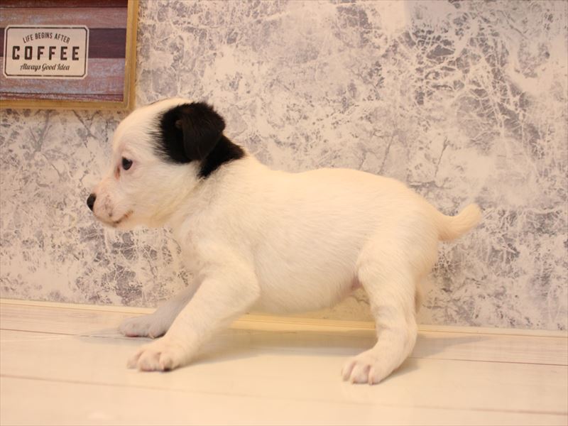 熊本県のジャックラッセルテリア (ワンラブゆめタウン光の森店/2025年11月9日生まれ/女の子/ホワイトブラックタン)の子犬の3枚目の画像