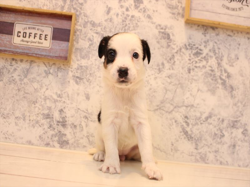 熊本県のジャックラッセルテリア (ワンラブゆめタウン光の森店/2025年11月9日生まれ/女の子/ホワイトブラックタン)の子犬の2枚目の画像