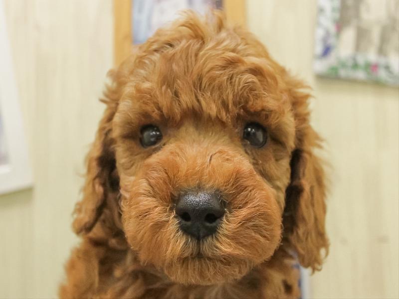 北海道のトイプードル(トイ) (ワンラブイオン 石狩緑苑台店/2025年11月7日生まれ/男の子/レッド)の子犬の1枚目の画像