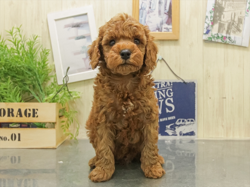 北海道のトイプードル(トイ) (ワンラブイオン 石狩緑苑台店/2025年11月7日生まれ/男の子/レッド)の子犬の3枚目の画像