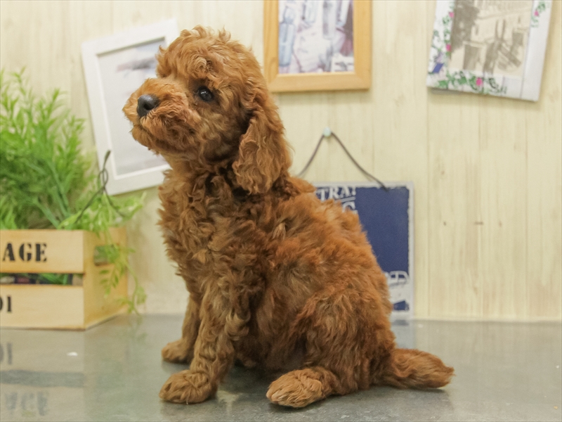 北海道のトイプードル(トイ) (ワンラブイオン 石狩緑苑台店/2025年11月7日生まれ/男の子/レッド)の子犬の2枚目の画像