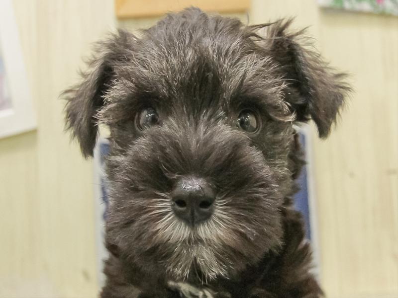 岐阜県のミニチュアシュナウザー (ワンラブモレラ岐阜店/2025年11月8日生まれ/女の子/ソルトペッパー)の子犬の1枚目の画像