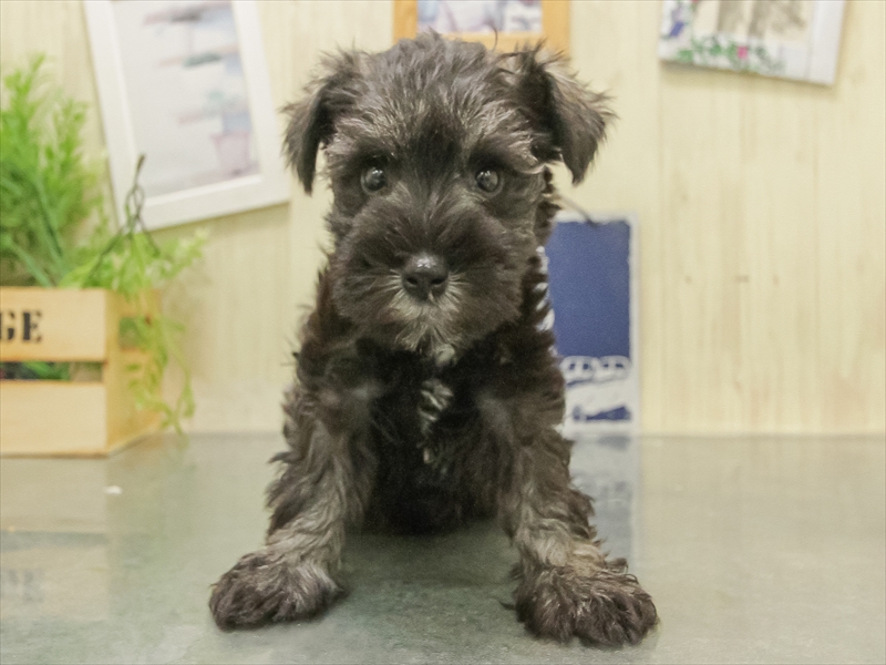 岐阜県のミニチュアシュナウザー (ワンラブモレラ岐阜店/2025年11月8日生まれ/女の子/ソルトペッパー)の子犬の3枚目の画像