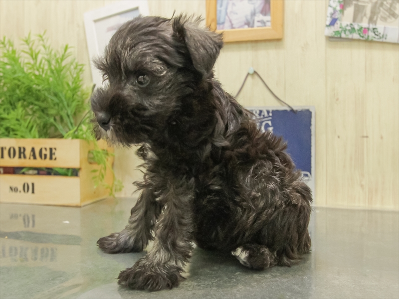 岐阜県のミニチュアシュナウザー (ワンラブモレラ岐阜店/2025年11月8日生まれ/女の子/ソルトペッパー)の子犬の2枚目の画像