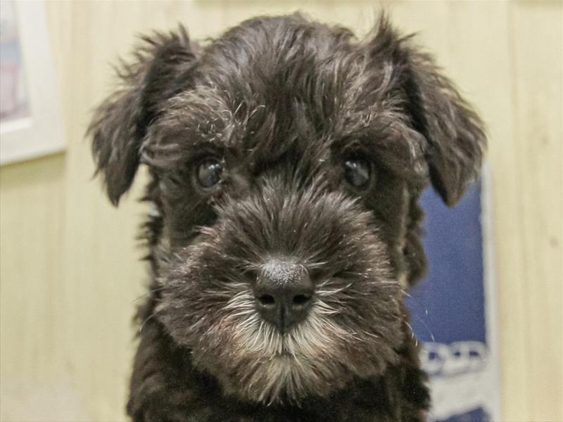 秋田県のミニチュアシュナウザー (ワンラブフレスポ御所野店/2025年11月8日生まれ/男の子/ブラックシルバー)の子犬の1枚目の画像