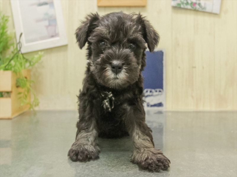 秋田県のミニチュアシュナウザー (ワンラブフレスポ御所野店/2025年11月8日生まれ/男の子/ブラックシルバー)の子犬の3枚目の画像