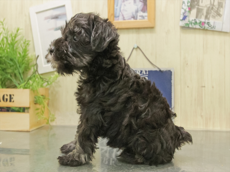 秋田県のミニチュアシュナウザー (ワンラブフレスポ御所野店/2025年11月8日生まれ/男の子/ブラックシルバー)の子犬の2枚目の画像