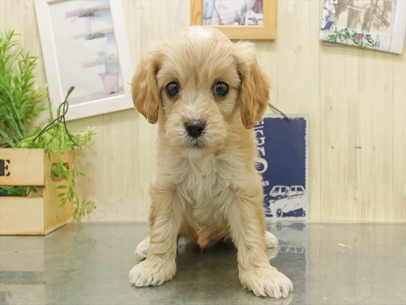 鹿児島県のキャバプー(キャバリア×プードル) (ワンラブニシムタ与次郎店/2025年11月9日生まれ/男の子/クリーム)の子犬の3枚目の画像