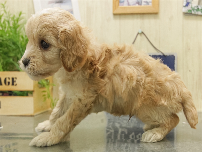鹿児島県のキャバプー(キャバリア×プードル) (ワンラブニシムタ与次郎店/2025年11月9日生まれ/男の子/クリーム)の子犬の2枚目の画像