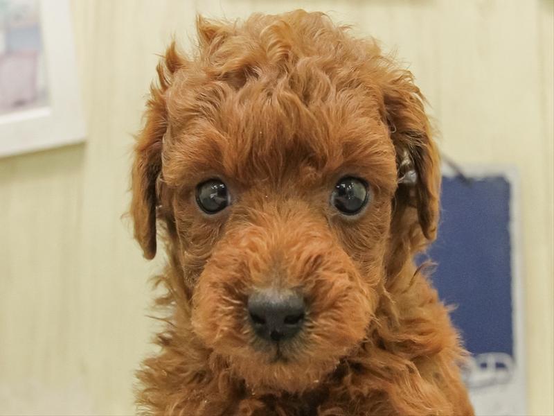 福岡県のトイプードル(トイ) (ワンラブ福岡総本店/2025年11月7日生まれ/男の子/レッド)の子犬の1枚目の画像