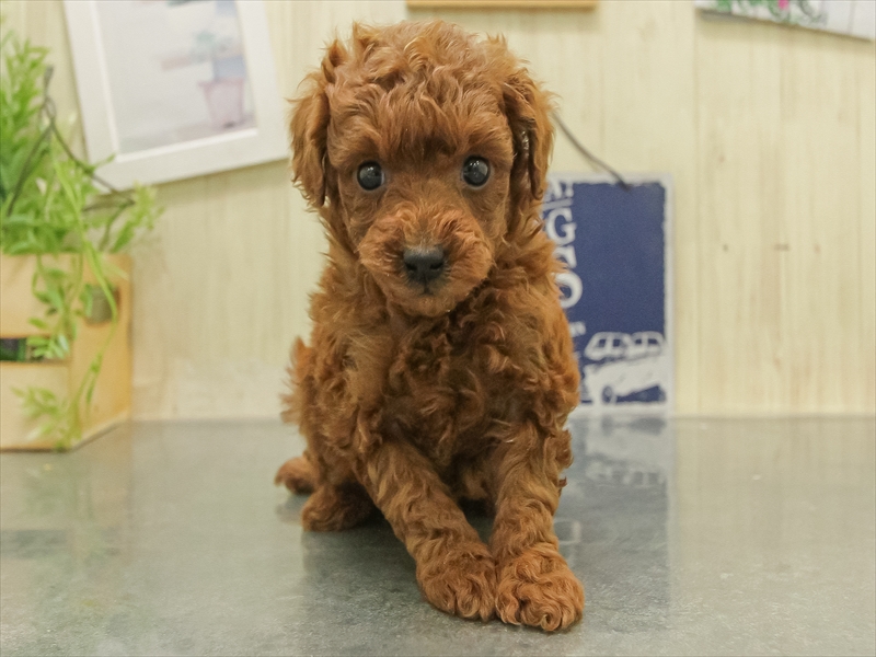 福岡県のトイプードル(トイ) (ワンラブ福岡総本店/2025年11月7日生まれ/男の子/レッド)の子犬の3枚目の画像