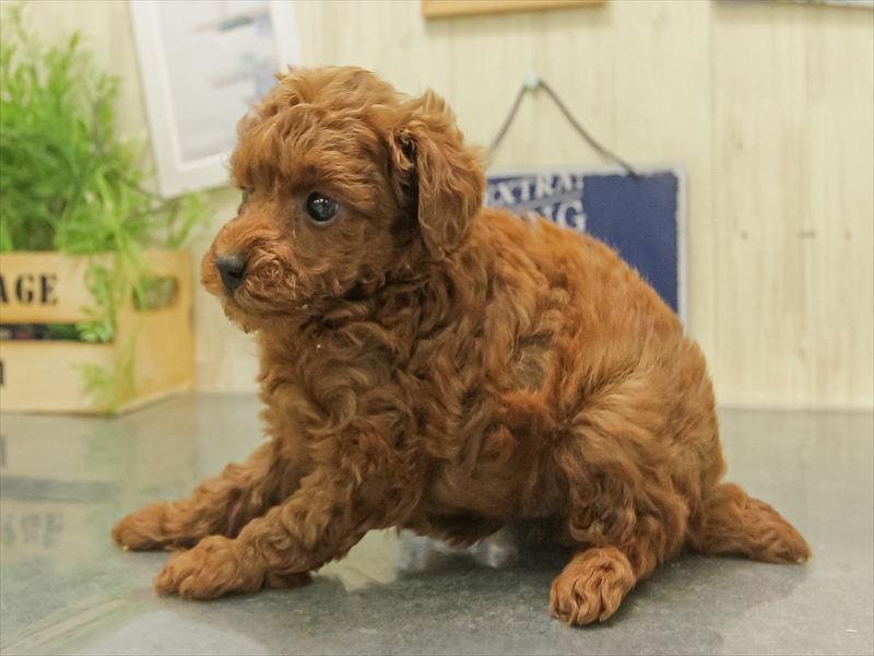 福岡県のトイプードル(トイ) (ワンラブ福岡総本店/2025年11月7日生まれ/男の子/レッド)の子犬の2枚目の画像