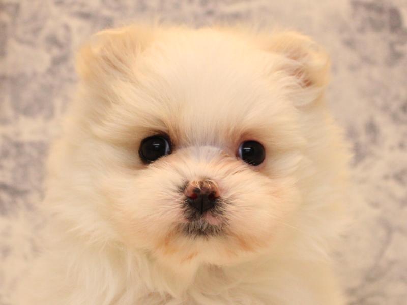 熊本県のポメマル/マルポメ(ポメラニアン×マルチーズ) (ワンラブザ・ファクトリーニシムタ合志店/2025年11月7日生まれ/女の子/ホワイト)の子犬