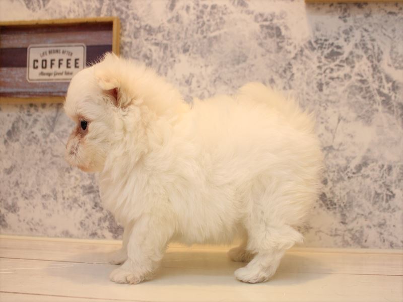 熊本県のポメマル/マルポメ(ポメラニアン×マルチーズ) (ワンラブザ・ファクトリーニシムタ合志店/2025年11月7日生まれ/女の子/ホワイト)の子犬の3枚目の画像