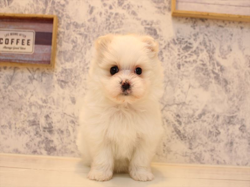 熊本県のポメマル/マルポメ(ポメラニアン×マルチーズ) (ワンラブザ・ファクトリーニシムタ合志店/2025年11月7日生まれ/女の子/ホワイト)の子犬の2枚目の画像