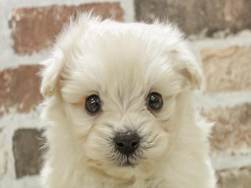 静岡県のポメプー(ポメラニアン×プードル) (ワンラブららぽーと沼津店/2025年11月8日生まれ/男の子/ホワイト)の子犬