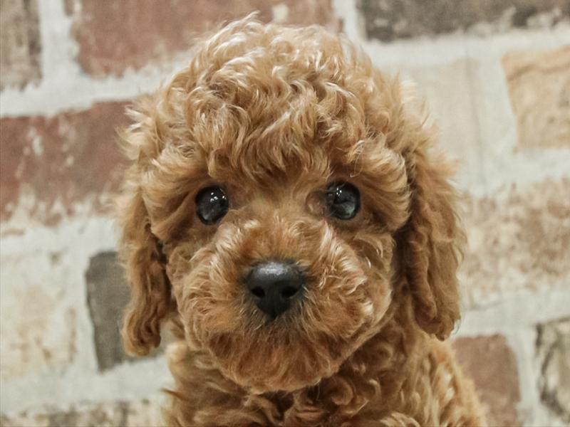 愛知県のトイプードル(トイ) (ワンラブイオンモール常滑店/2025年11月7日生まれ/男の子/アプリコット)の子犬の1枚目の画像