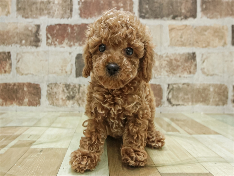 愛知県のトイプードル(トイ) (ワンラブイオンモール常滑店/2025年11月7日生まれ/男の子/アプリコット)の子犬の3枚目の画像