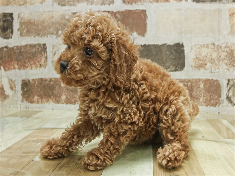 愛知県のトイプードル(トイ) (ワンラブイオンモール常滑店/2025年11月7日生まれ/男の子/アプリコット)の子犬の2枚目の画像