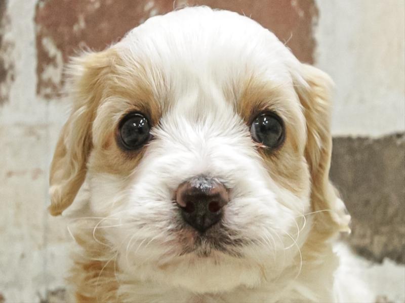 鹿児島県のハーフ犬・ミックス犬 (ワンラブニシムタ N'sCITY谷山店/2025年11月6日生まれ/女の子/レッドホワイト)の子犬