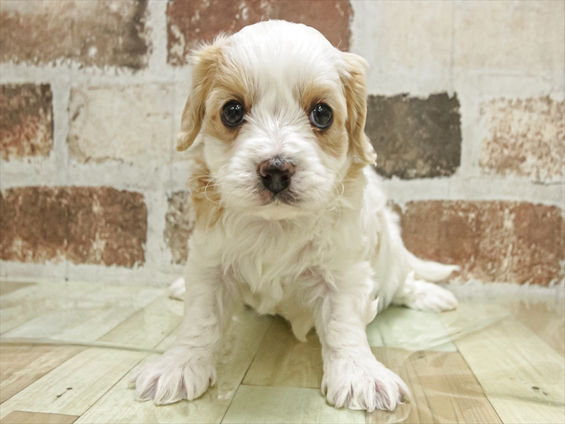 鹿児島県のハーフ犬・ミックス犬 (ワンラブニシムタ N'sCITY谷山店/2025年11月6日生まれ/女の子/レッドホワイト)の子犬の3枚目の画像