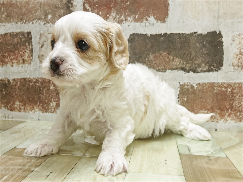 鹿児島県のハーフ犬・ミックス犬 (ワンラブニシムタ N'sCITY谷山店/2025年11月6日生まれ/女の子/レッドホワイト)の子犬の2枚目の画像