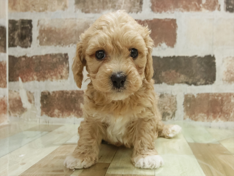 福岡県のビションプー(ビションフリーゼ×プードル) (ワンラブ福岡総本店/2025年11月9日生まれ/男の子/アプリコットホワイト)の子犬の3枚目の画像