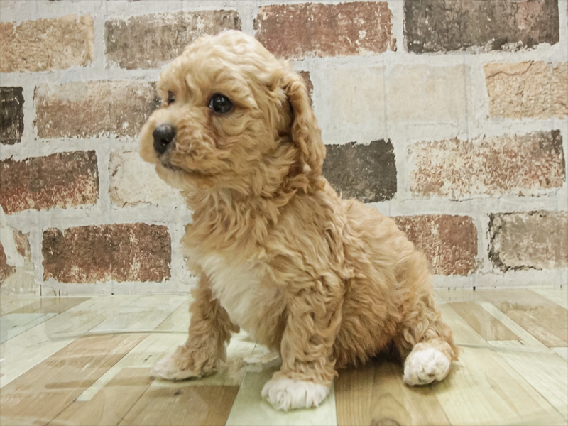 福岡県のビションプー(ビションフリーゼ×プードル) (ワンラブ福岡総本店/2025年11月9日生まれ/男の子/アプリコットホワイト)の子犬の2枚目の画像