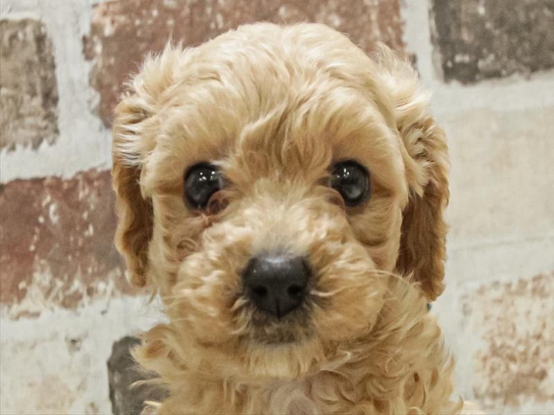 岐阜県のビションプー(ビションフリーゼ×プードル) (ワンラブモレラ岐阜店/2025年11月9日生まれ/女の子/アプリコットホワイト)の子犬の1枚目の画像