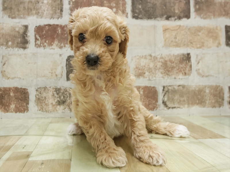 岐阜県のビションプー(ビションフリーゼ×プードル) (ワンラブモレラ岐阜店/2025年11月9日生まれ/女の子/アプリコットホワイト)の子犬の3枚目の画像