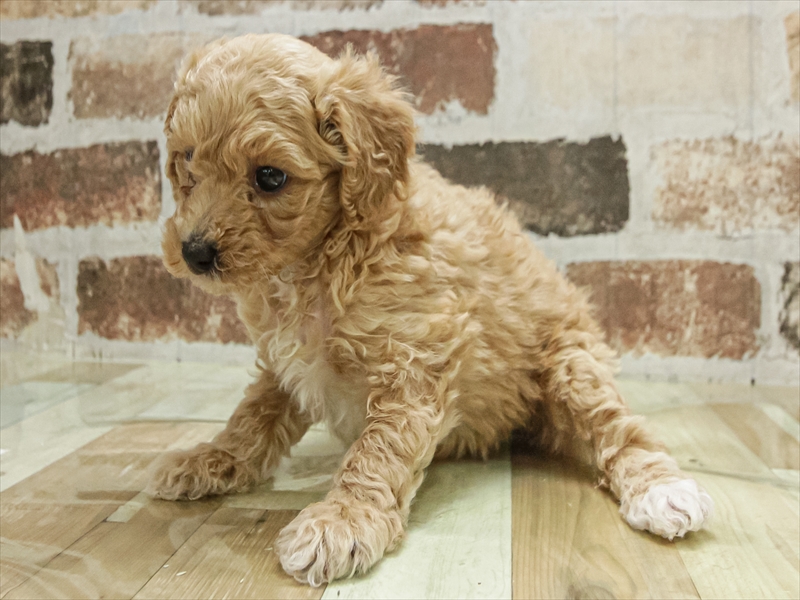 岐阜県のビションプー(ビションフリーゼ×プードル) (ワンラブモレラ岐阜店/2025年11月9日生まれ/女の子/アプリコットホワイト)の子犬の2枚目の画像