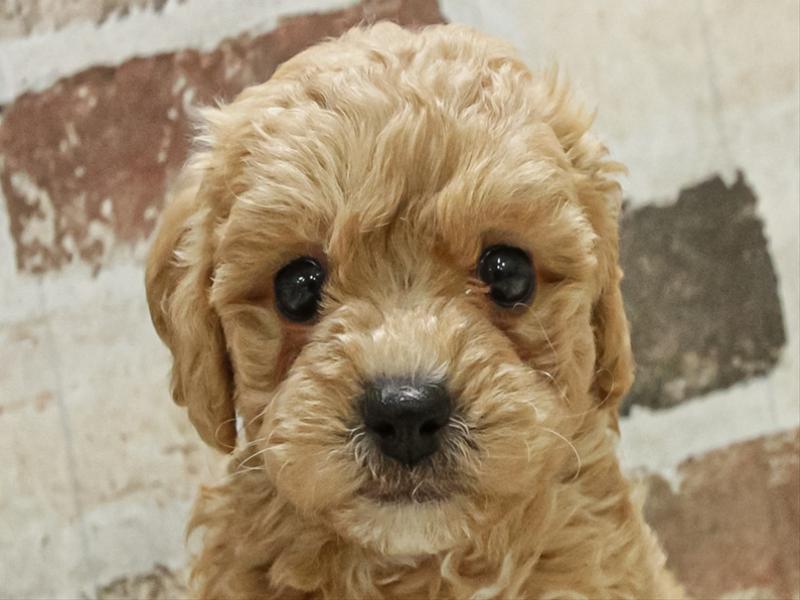 北海道のビションプー(ビションフリーゼ×プードル) (ワンラブイオン 石狩緑苑台店/2025年11月9日生まれ/男の子/アプリコットホワイト)の子犬の1枚目の画像