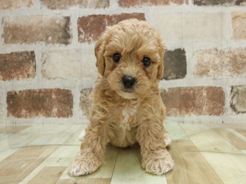 北海道のビションプー(ビションフリーゼ×プードル) (ワンラブイオン 石狩緑苑台店/2025年11月9日生まれ/男の子/アプリコットホワイト)の子犬の3枚目の画像