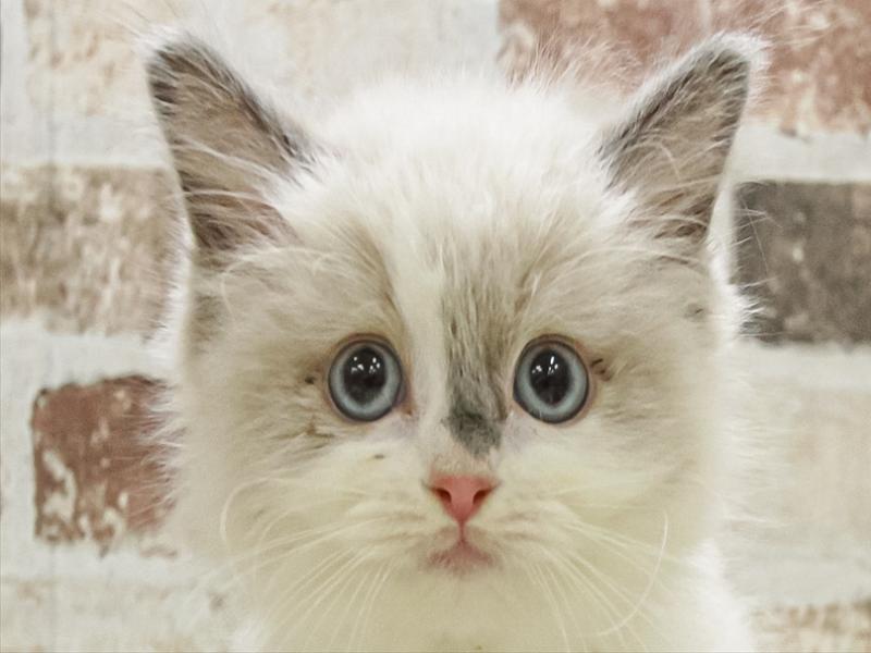 愛知県のマンチカン (ワンラブ名古屋守山インター総本店/2025年11月8日生まれ/女の子/ブルーポイントバイカラー)の子猫の1枚目の画像